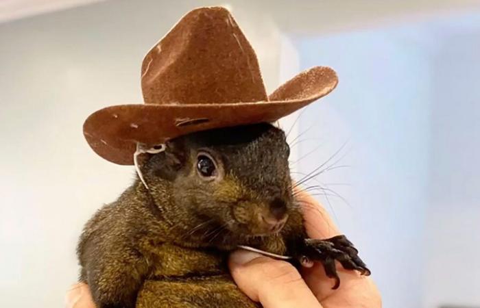 Social media famous squirrel seized in raid after anonymous complaints | US News