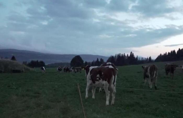 There is always more copper and zinc under Swiss pastures – rts.ch