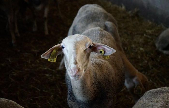 Aveyron enters a regulated bluetongue zone, what does this mean?