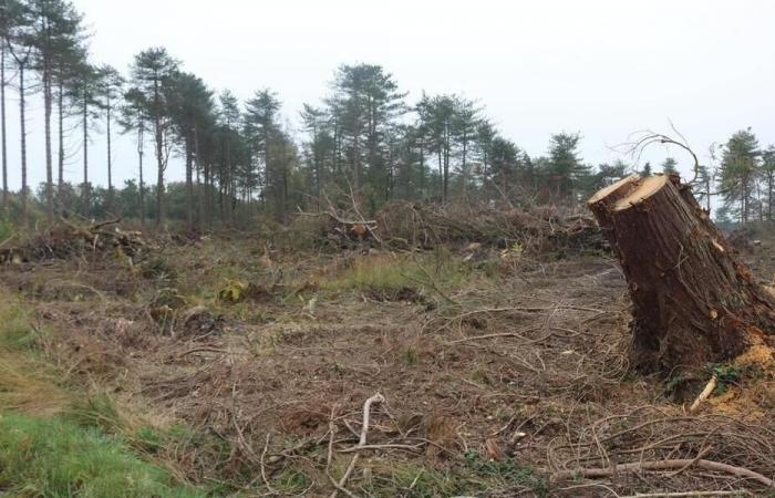 Storm Ciaran, one year later: in the Center-Channel, the forest is still healing its