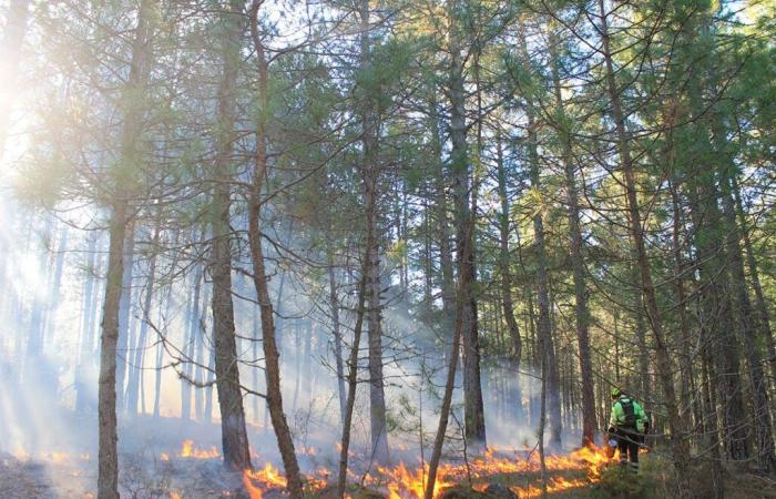 Scientists sound the alarm on the state of terrestrial forests