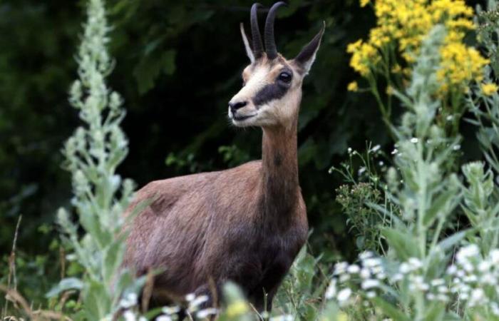 Doubs. Aspas denounces the legitimacy of the annual chamois hunting plan