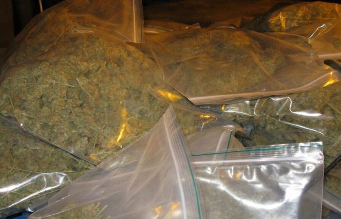 Yvelines: the cannabis seller had just been released from prison