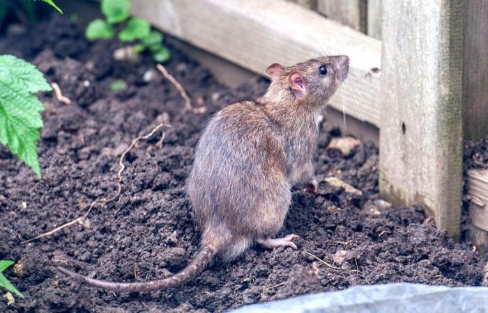 Residents of this town fear an invasion of rats