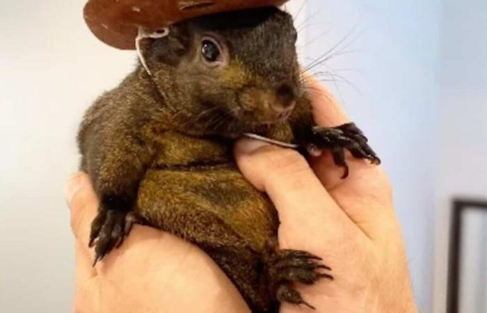 Instagram star with 500,000 subscribers, “Peanut the squirrel” is no more