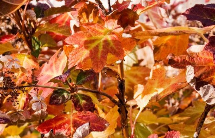 Why are autumn leaves yellow and red?