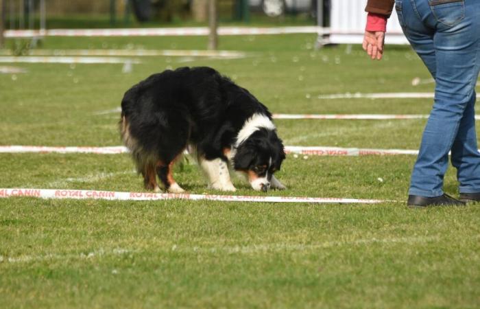 The Canine du Lot digging competition is on November 10, 2024 – Medialot