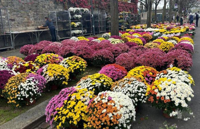 All Saints' Day: chrysanthemums are still popular in Rennes cemeteries