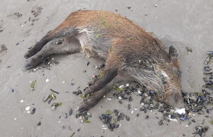 Wild boars found dead on a Hillion beach. Associations suspect green algae and demand autopsy results