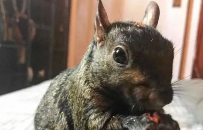 Social Media Star Peanut the Squirrel Seized by New York Authorities