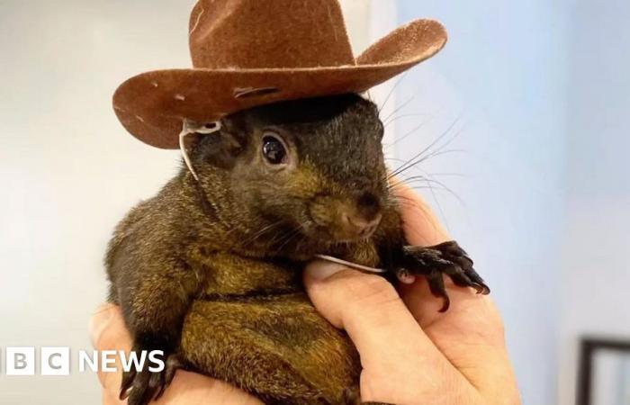 US authorities seize Instagram-famous squirrel