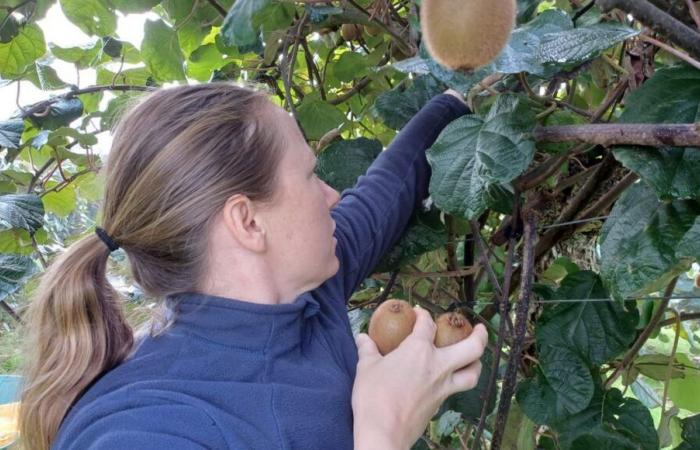 Near Toulouse, kiwi picking is a great success with individuals looking for attractive prices