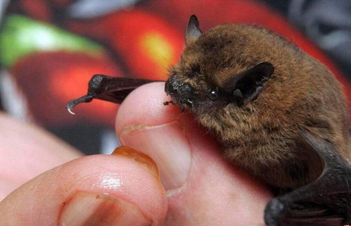 Bats, birds… The LPO is looking for volunteers in civic service in Maine-et-Loire