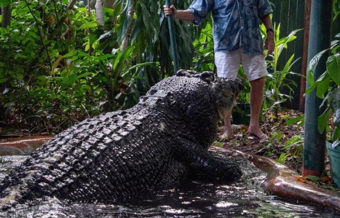 He measured 5m48 and weighed 1 ton: Cassius, the largest captive crocodile in the world, is dead