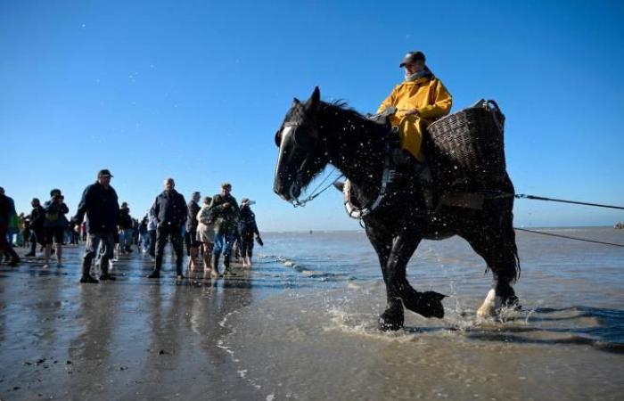 A Belgian municipality is the “last place in the world where people fish this way”