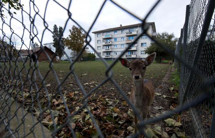 Payerne protests after the recent death of two fawns