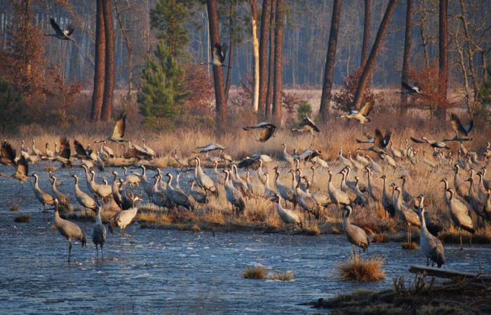 South-Gironde. The essential places to go and observe common cranes