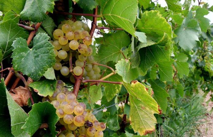 In Aude, the proliferation of an insect worries the yield of wine production at harvest time