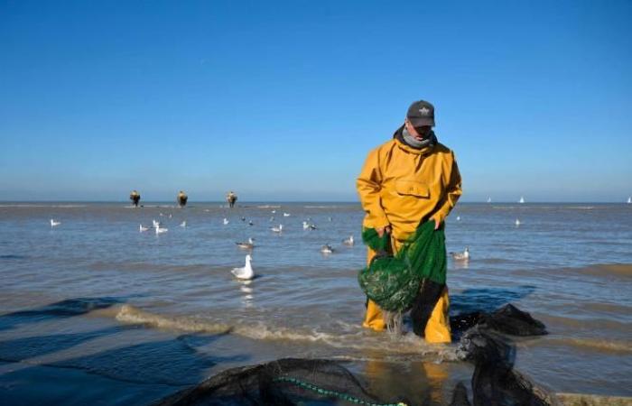 A Belgian municipality is the “last place in the world where people fish this way”