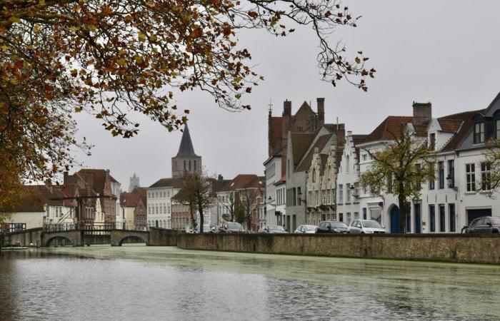 Green floating layer on Reien: “But no danger to humans and animals” (Bruges)