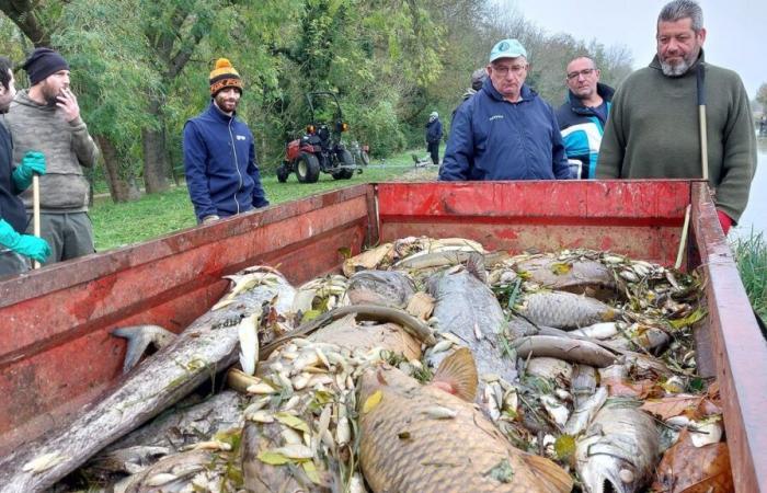 Pollution of the Loing canal: sucrose in quantity in the water fatal to thousands of fish