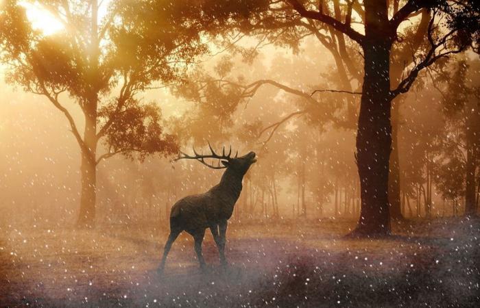 A hunter injured after being “trampled” by a deer in the Ardennes