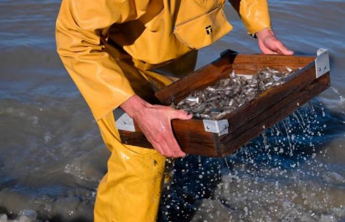 A Belgian municipality is the “last place in the world where people fish this way”