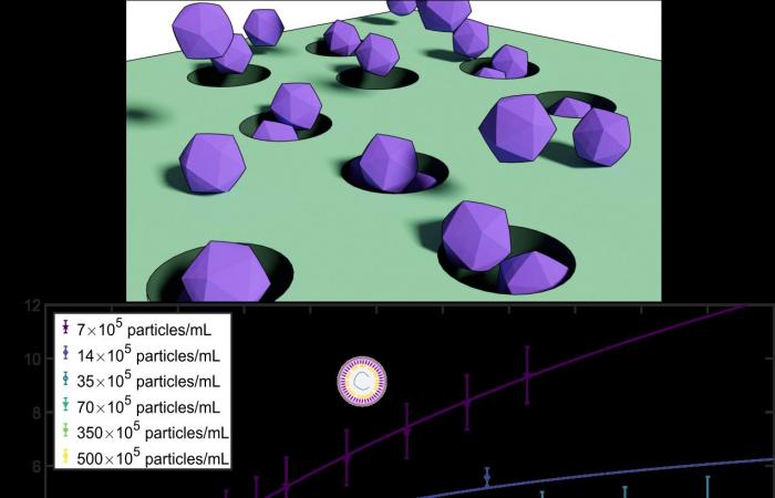 Traffic jam observed in viruses!