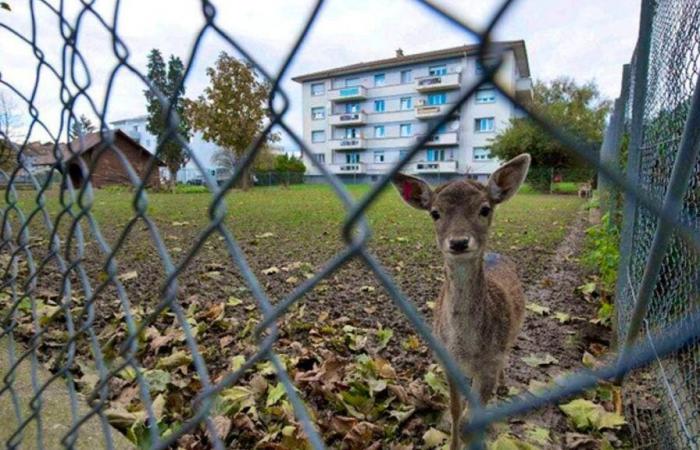 Death of two fawns in the Payerne park: the public called to order