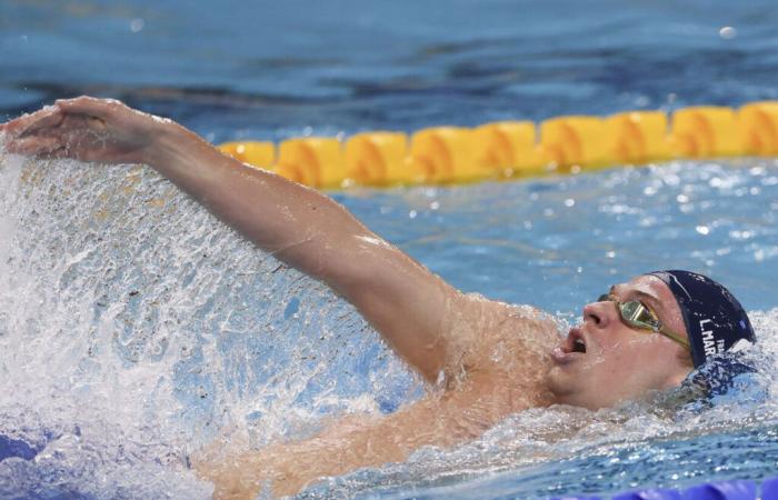 third hat-trick in the swimming World Cup for the Toulouse prodigy