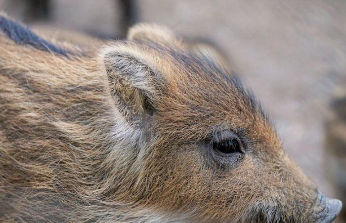 The body of a boar found in front of a mosque, an investigation is opened