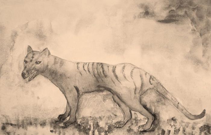 This long-extinct carnivorous predator is about to be resurrected by scientists