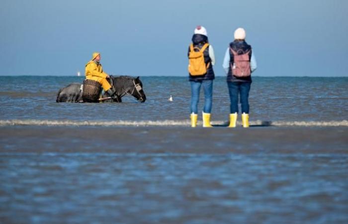 A Belgian municipality is the “last place in the world where people fish this way”