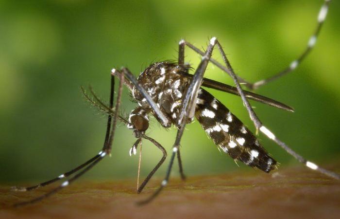 Tiger mosquitoes: why are they still so numerous?