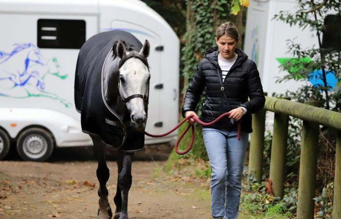 Rashford, Le Riskel, Color Ritano: everything about the meeting of the Grand Prix de Nantes Défi du Galop