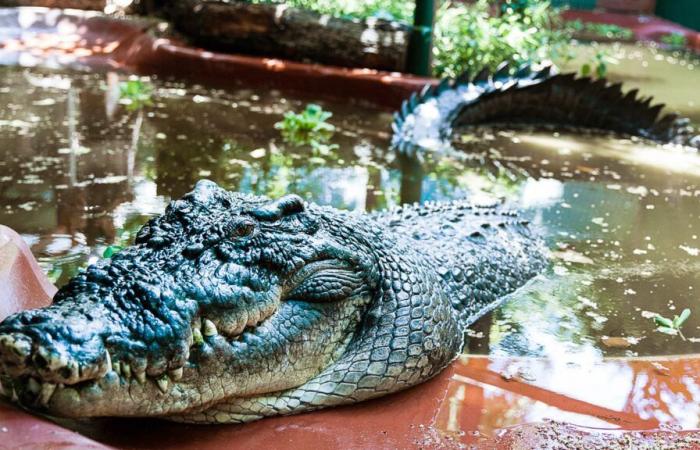 Cassius, the world’s largest captive crocodile, has died