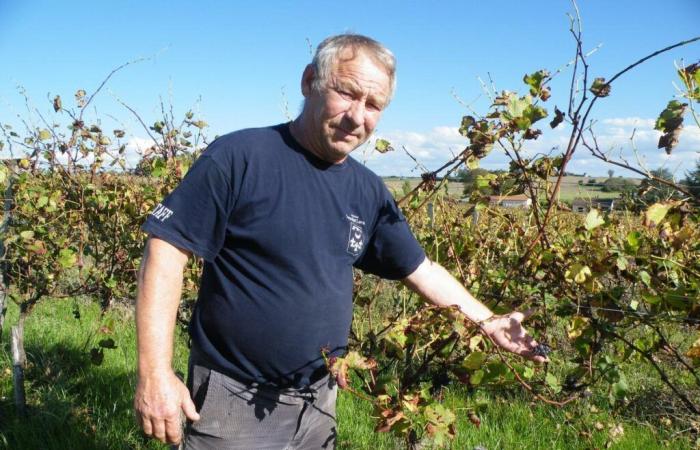 Administrative problem, poor treatment of the vines… a wine farm in danger in Charente-Maritime