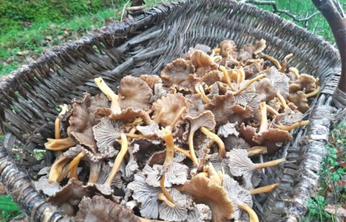 it's time to go for chanterelles, an excellent mushroom, easy to find