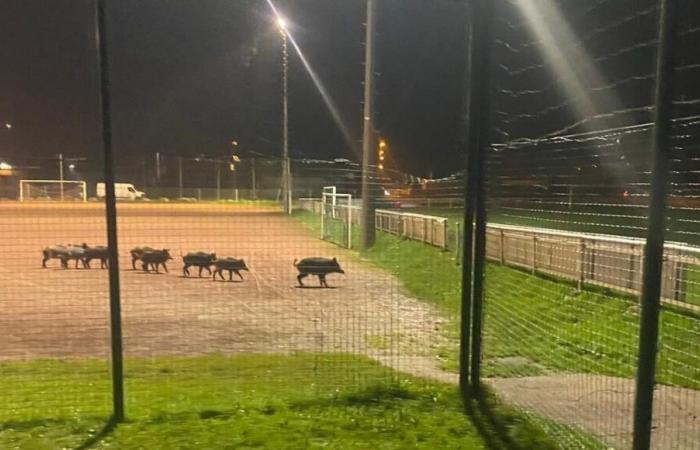 VIDEO – Haute-Savoie: wild boars plow a football field in Saint-Pierre-en-Faucigny