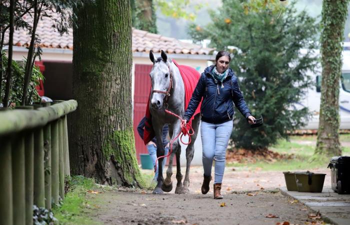 Rashford, Le Riskel, Color Ritano: everything about the meeting of the Grand Prix de Nantes Défi du Galop