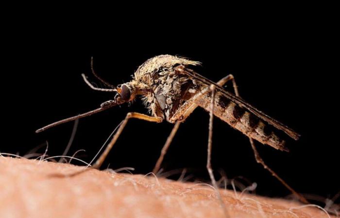 “The number of cases is increasing exponentially”: the worrying reappearance of dengue in Nepal