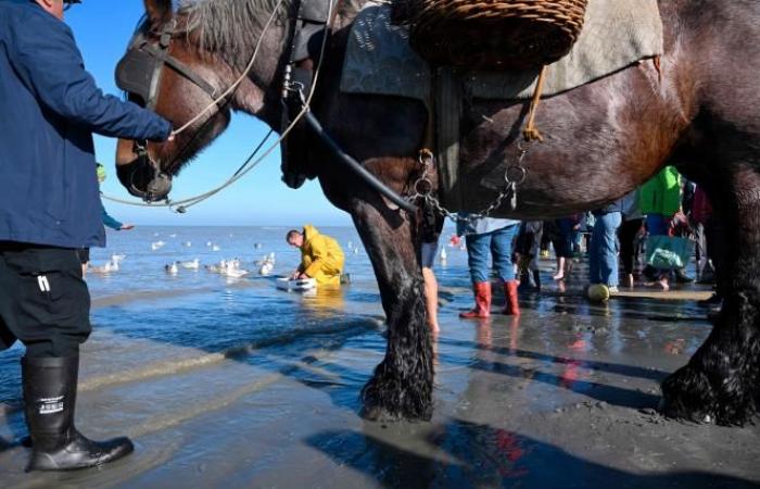 A Belgian municipality is the “last place in the world where people fish this way”