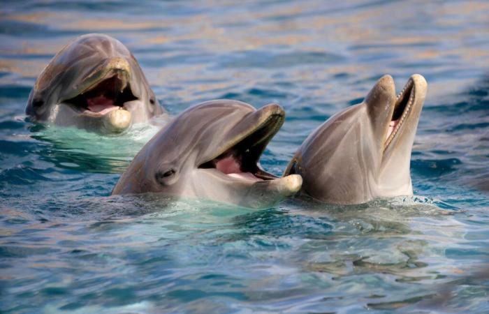 dolphins caught drugging themselves with a deadly toxin!