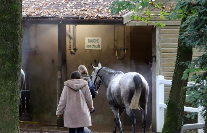 Rashford, Le Riskel, Color Ritano: everything about the meeting of the Grand Prix de Nantes Défi du Galop