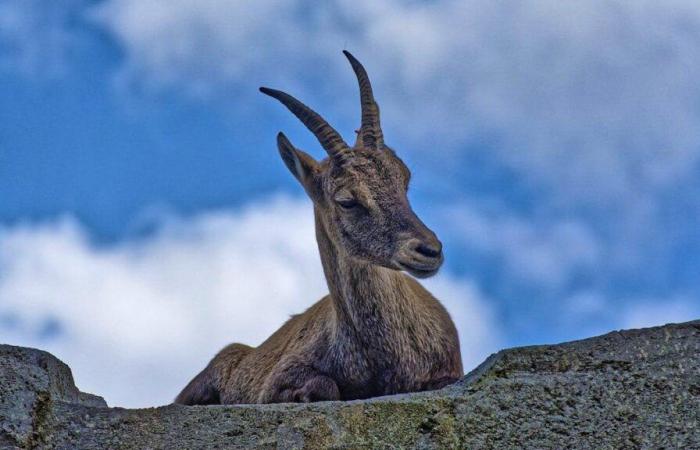 Graubünden hunters must kill more ibexes