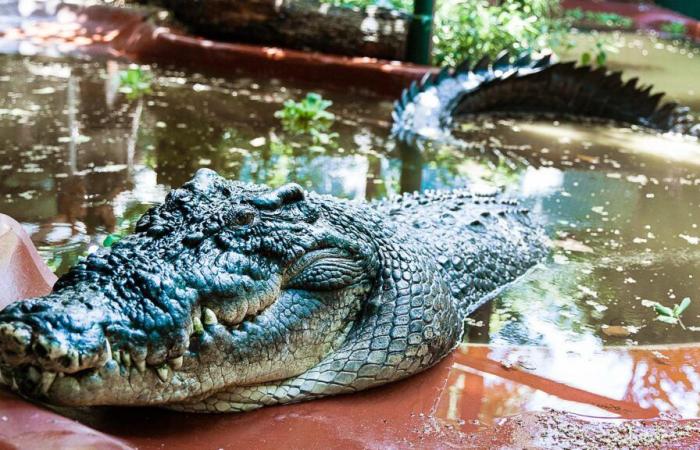 Cassius, the world's largest crocodile in captivity, dies in Australia