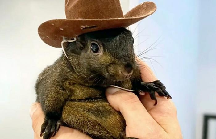 A popular squirrel on social networks euthanized by the authorities