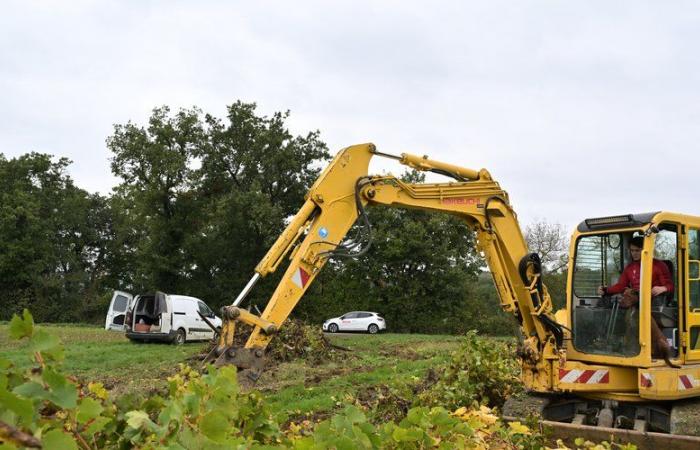 Lack of yield, spread of diseases, optimization of land… A young farmer from Gers uproots a plot of vines