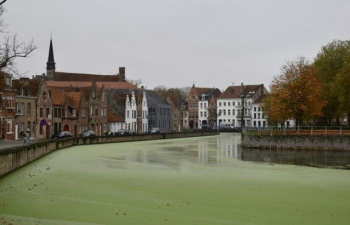 Green floating layer on Reien: “But no danger to humans and animals” (Bruges)