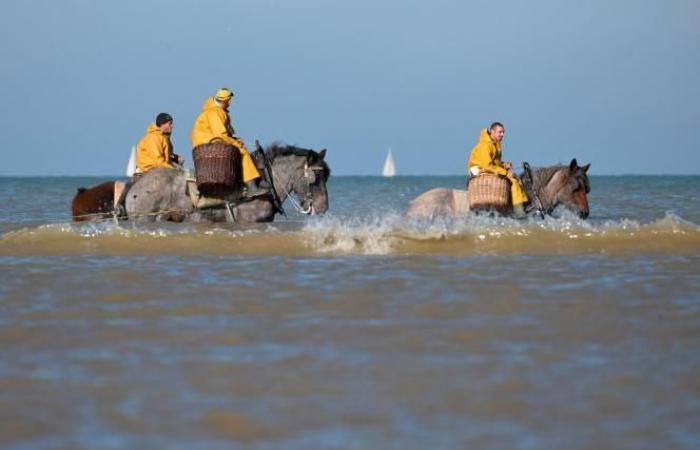 A Belgian municipality is the “last place in the world where people fish this way”